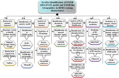 Comprehensive computational analysis reveals YXXΦ[I/L/M/F/V] motif and YXXΦ-like tetrapeptides across HFRS causing Hantaviruses and their association with viral pathogenesis and host immune regulation